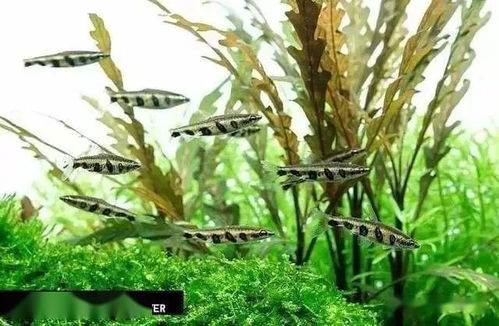 知識(shí) 我們養(yǎng)的魚(yú)兒正常該活多久 短的2年,長(zhǎng)的上百年